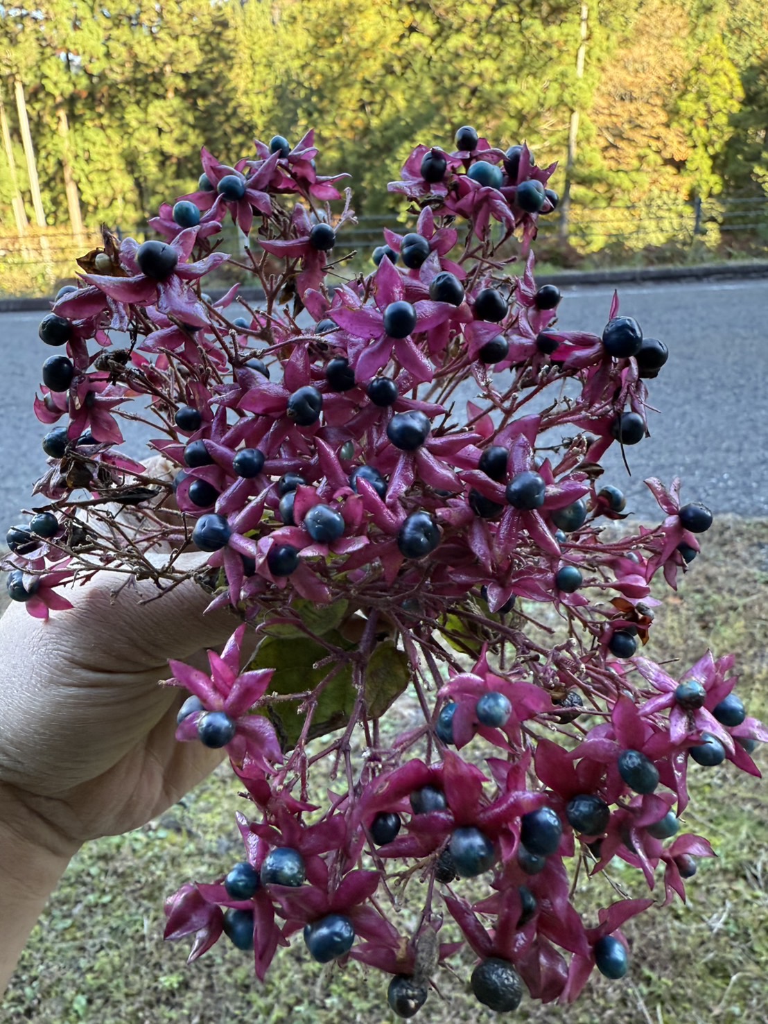 12月12日（土）/13日（日）植色ワークショップ【臭木（くさぎ）】