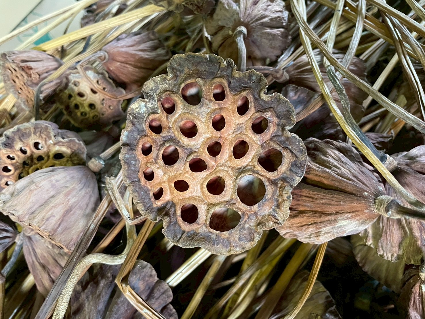 12月6（土）/7日（日）植色ワークショップ【蓮】