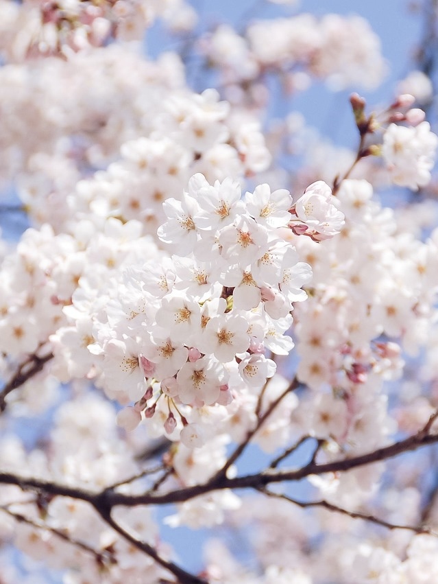 3月21日（土）/22日（日）/28日（日）植色ワークショップ【桜】