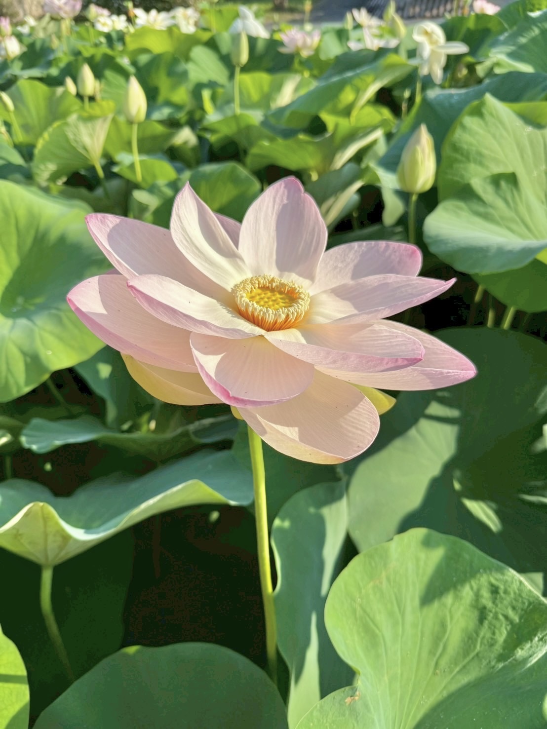 4月25日（日）植色ワークショップ【舞妃蓮】